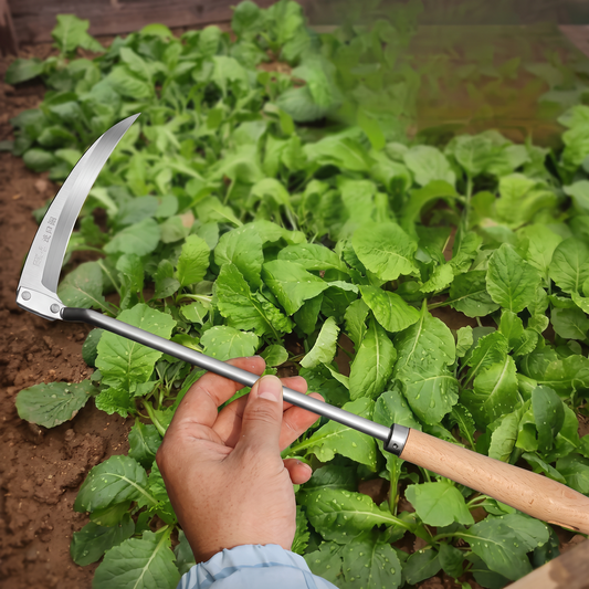 Hand holding a wood-handled sickle over leafy vegetable plants in a garden bed