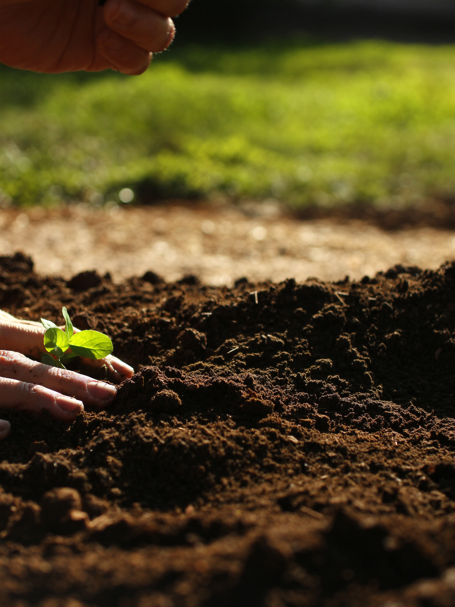 Close-up of hands planting a seedling in soil